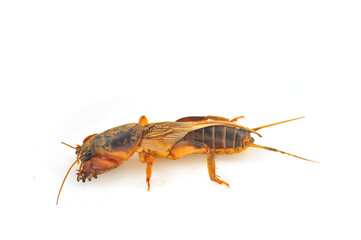 Mole cricket isolated on white background (Gryllotalpidae)
