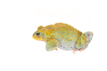 Toad on a white background