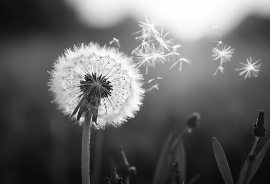 A close-up black and white image of a dandelion flower with its fluffy, feathery seeds dispersing in the wind