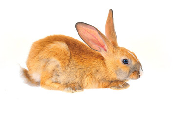The rabbit in a white background