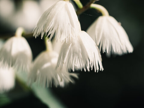 Close up of a white flower