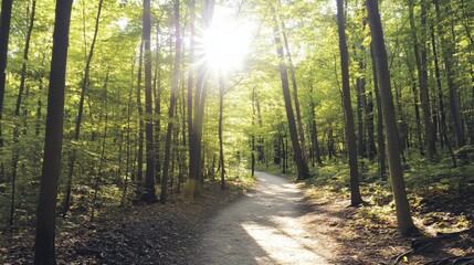 Obraz premium A picturesque outdoor hiking trail with winding paths, dense forest, and sunlight filtering through the trees