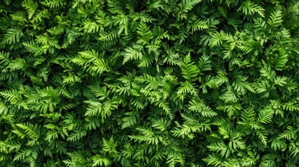 Fototapeta premium Close-up of delicate green ferns, creating a soft and refreshing natural background