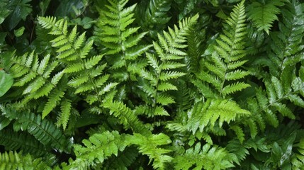 Fern leaves with rich green color, creating a natural and fresh plant background