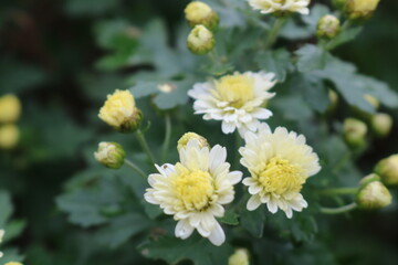 Obraz premium 小菊の花白い秋から冬花壇日本和背景