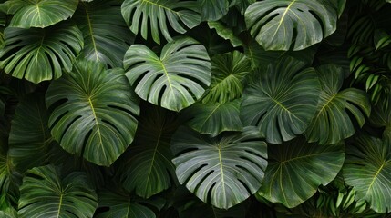 Naklejka premium Jungle plants with large leaves and layered greens, creating a tropical and rich background