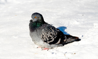 wild dove in the snow on the nature