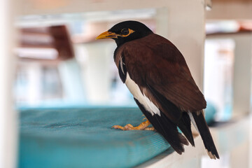 Common Myna Seeking Shelter: A Charming Moment Captured Myna Bird Hides Under a Café Table,...
