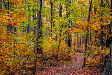 Scenic view of Maybury state park in Novi, Michigan during autumn time.