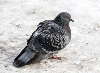 wild dove in the snow on the nature