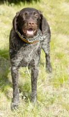 hunting dog on the nature of the spring