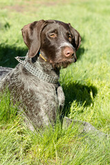 hunting dog on the nature of the spring