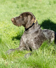 hunting dog on the nature of the spring