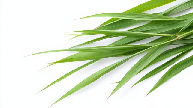 green plant levaes isolated on white