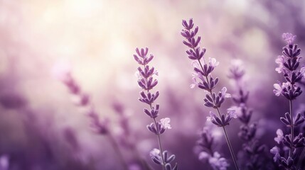 Naklejka premium field of lavender
