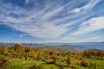 Autumn landscape in the Carpathians. Picturesque groves with golden leaves alternate with green fields