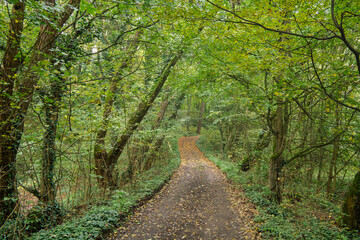 Alley in the park, the beginning of fall, the first yellow leaves fall on the road