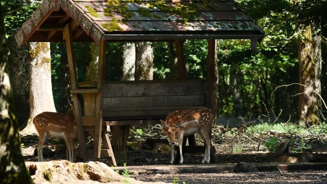 Fallow deer in natural environment. Vision Park in Auberive region, France. Slow motion

