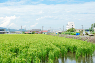 Ears of rice in growth, rice paddies in summer