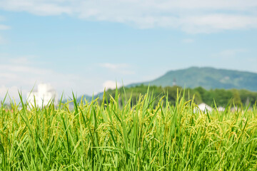 Obraz premium Ears of rice in growth, rice paddies in summer