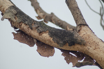 The peeling bark of dead wood trees
