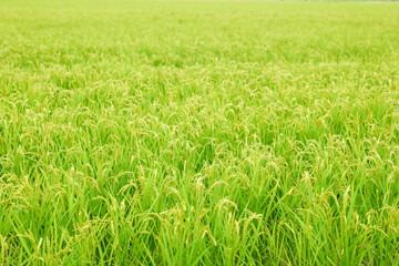 Ears of rice in growth, rice paddies in summer