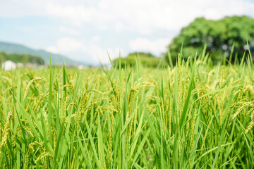 Ears of rice in growth, rice paddies in summer