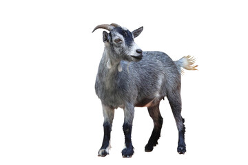 Pygmy goat isolated on transparent background png file