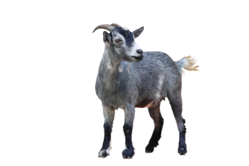Pygmy goat isolated on transparent background png file