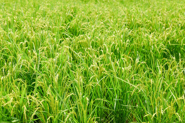 Ears of rice in growth, rice paddies in summer