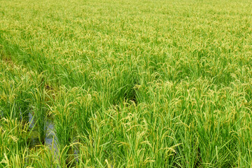 Ears of rice in growth, rice paddies in summer
