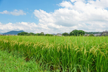 Ears of rice in growth, rice paddies in summer