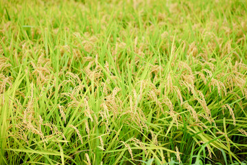 Ears of rice before harvest, close-up, rice fields in autumn