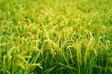 Ears of rice in growth, rice paddies in summer