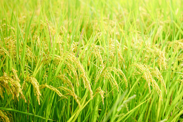 Ears of rice before harvest, close-up, rice fields in autumn
