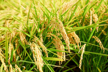 Ears of rice before harvest, close-up, rice fields in autumn
