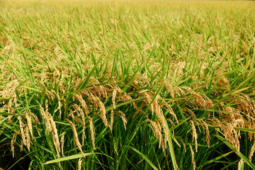 Ears of rice before harvest, close-up, rice fields in autumn