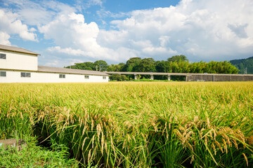 Rice at harvest time, blue sky, autumn scenery of rice fields