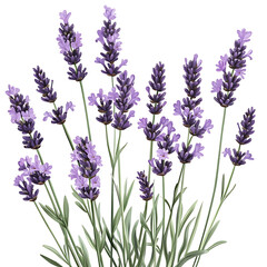 Lavender flowers in full bloom, arranged elegantly against a white background, showcasing vivid purple hues and slender green stems