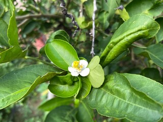 Obraz premium Flowers of lemon trees in Thailand White flowers.