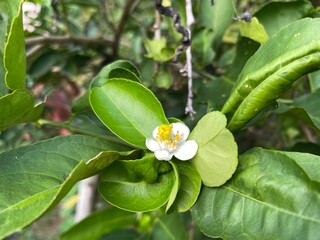 Flowers of lemon trees in Thailand White flowers.