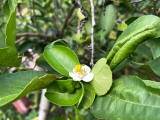 Flowers of lemon trees in Thailand White flowers.