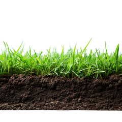 Vibrant Green Grass Growing Amidst Rich Soil and Mud with a Bright White Background Ideal for Environmental and Nature Themes, on the transparent background
