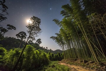 Obraz premium Captivating Night Photography of a Wild Stand of Bamboo in Sri Lanka's Untamed Wilderness, Showcasing the Mystique of Nature Under Starry Skies and Moonlight