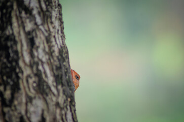 A lizard was peeking with its eyes behind a tree trunk