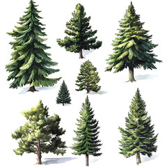 Obraz premium Different types of evergreen trees displayed in a variety of shapes and sizes against a white background for art reference