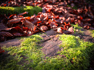 Mosses are small, flowerless plants that are usually found in moist or shady places and form dense green clumps or carpets.