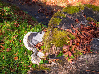 Wood-destroying fungi that grow on old wood or old stumps.