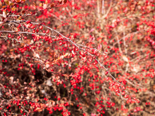 Berberis thunbergii 'Carmen' is an attractive deciduous shrub prized for its deep red foliage and...