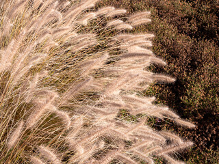Very elegant ornamental grass forming dense bunches. It blooms with striking sand-beige spikes from mid-summer.(Pennisetum alopecuroides) ´HAMELN´
